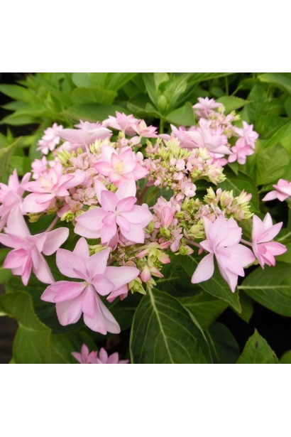 Гілка Hydrangea Macrophylla Romance / You & Me з кількома квітковими головками ніжних рожево-бузкових тонів. 
